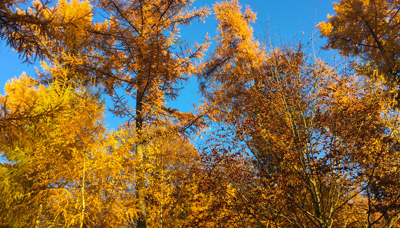 herbstwald