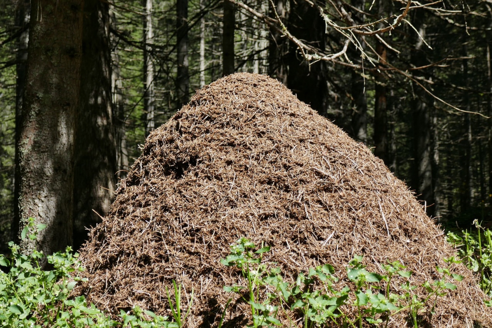 Internationales Jugend-Workcamp - Naturschutzmaßnahmen zur Anpassung an den Klimawandel