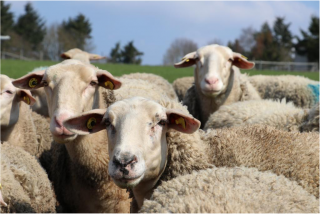 Hof Lämmerberg Medebach - Aufbau einer Bio-Schafkäserei mit Schaukäserei
