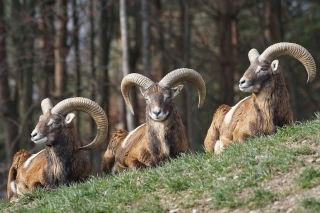 Der Mufflon-Weg in Winterberg Züschen  vermittelt anschaulich die sensible Thematik rund um den Lebensraum Wald