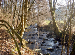 Wald–Wasser–Wiese - Erlebnispfad  in Wiemeringhausen